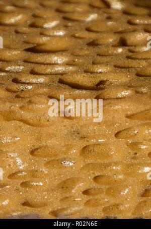 porous sponge surface background, extreme macro of big porous dry sponge bizarre look Stock Photo