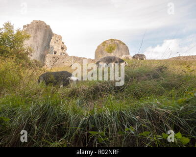 beautiful herdwick sheep grazing on hillside top grass corfe castle dorset ; Dorset; England; UK Stock Photo