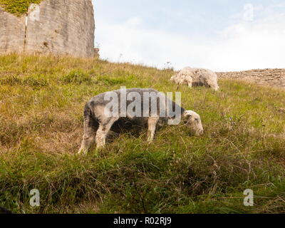 beautiful herdwick sheep grazing on hillside top grass corfe castle dorset ; Dorset; England; UK Stock Photo