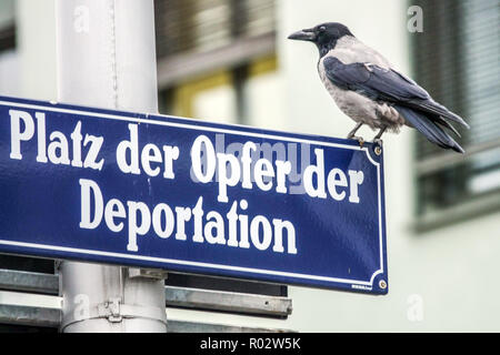 Dark scene of Corvus cornix hooded crow perched on a memorial street sign in Vienna Stock Photo