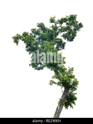 Tree isolated on white background Stock Photo