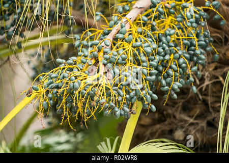 Green betel palm nut fruit Stock Photo