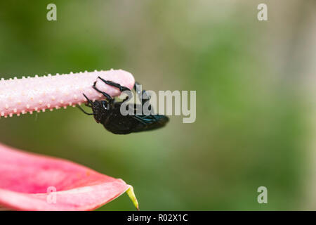 Black bumble bee, Bombus atratus, collecting pollen from the spadix of an anthurium flower Stock Photo