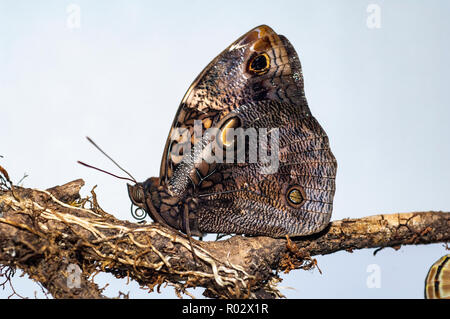 Opsiphanes invirea, the Owl butterfly, resting on a tree branch after emerging from its chrysalis form Stock Photo