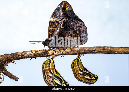 Opsiphanes invirea, the Owl butterfly, resting on a tree branch after emerging from its chrysalis form with a pair of chrysalis suspended below the br Stock Photo