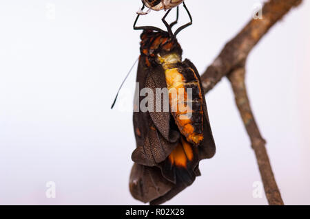 Opsiphanes invirea, the Owl butterfly, hanging from a twig after emerging from its chrysalis form Stock Photo