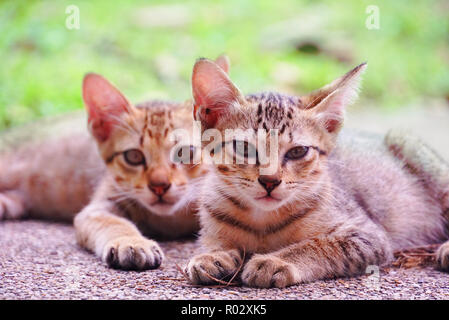 Portrait two cute kittens sit on ground Stock Photo