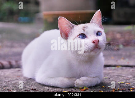 Portrait white cute kitten sit on ground Stock Photo