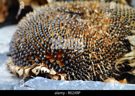 Ripe whole dry sunflower full with seeds close up. Selected focus. Stock Photo