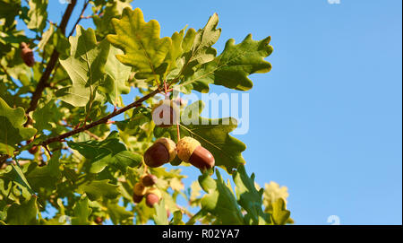 Close-up view of three acorns on oak tree between green leaf, under clear blue sky, with space for text Stock Photo