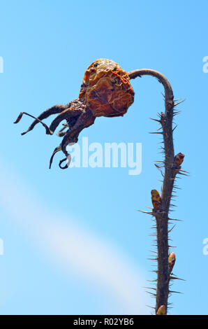 Old rose hip from last year.Old rose hip from last year.The berry is dry and has a wrinkled appearance. Stock Photo