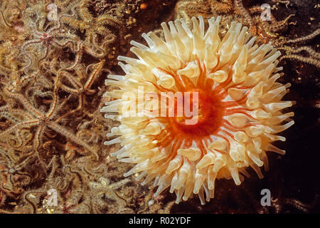 Dahlia Anemone. Urticina Felina. Beautiful coloured Sea Anemone Stock Photo