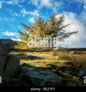 Single larch tree in autumn colours, Ilkley moor, West Yorkshire, UK