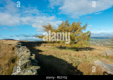 Single larch tree in autumn colours next to an old stone wall, Ilkley moor, West Yorkshire, UK