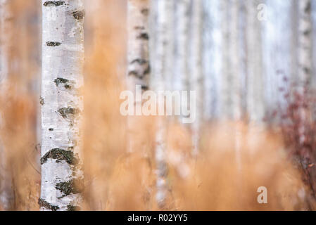 Birch (Betula pendula) tree trunks in autumn forest. Stock Photo