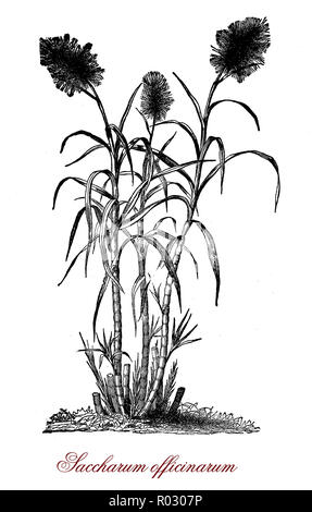 Vintage botanical engraving of Saccharum officinarum or sugarcane, large species of grass with terminal inflorescence growing in tropical countries, used to produce sugar Stock Photo