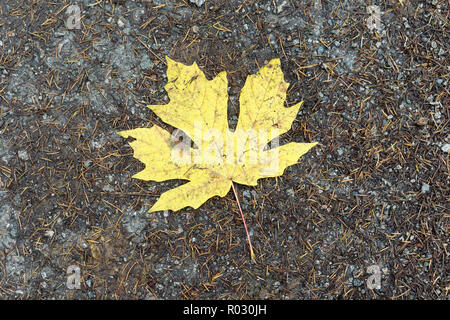 Close-up of a yellow bigleaf maple tree leaf lying on a trail  in Pacific Spirit Regional Park, Vancouver, BC, Canada Stock Photo