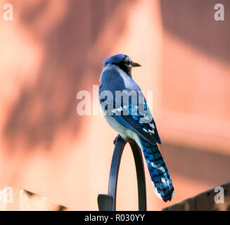 young Blue jay enjoying the day Stock Photo