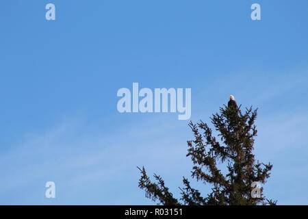 Bald Eagle on the tree top Stock Photo
