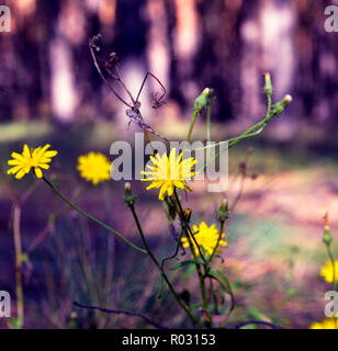 yellow flowers Crepis tectorum on a meadow in the autumn afternoon Stock Photo