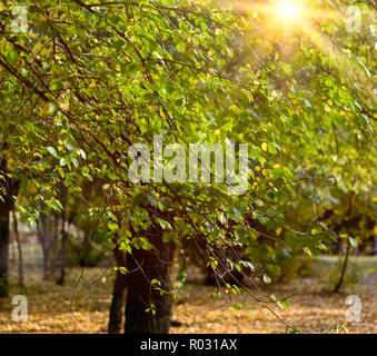 birch branches with green leaves in the sunshine on an autumn afternoon Stock Photo