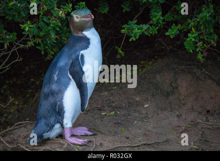 A yellow eyed penguin returns in the evening to its nest in the bush above the shore in Dunedin, New Zealand Stock Photo