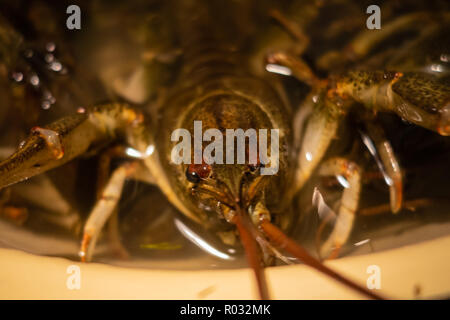live river green crayfish close-up before cooking Stock Photo