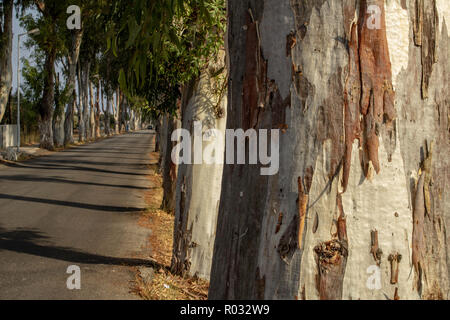 Close up of the bark of the eucalyptus tree on Eucalyptus Alley, Kolymbia,Rhodes,Greece. Stock Photo