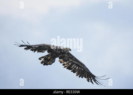 Bald eagle portrait Stock Photo