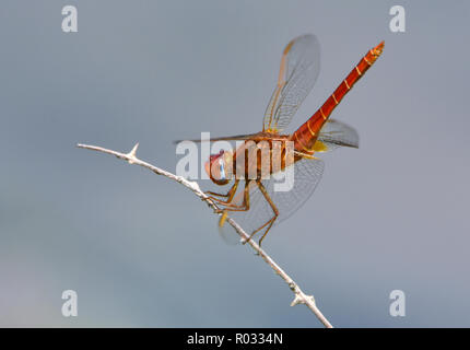 Side view of a red dragonfly on a dry tree branch Stock Photo - Alamy
