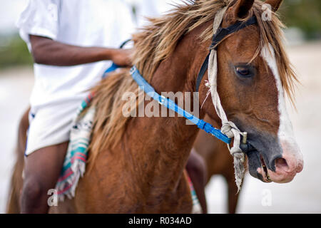 Portrait of a brown horse wearing a bridle. Stock Photo