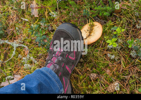 Stepping up in Russula mushroom while walking through the forest Stock Photo