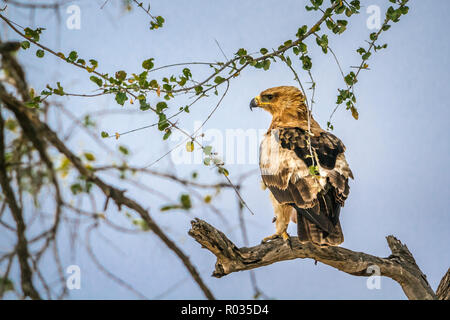 Wahlberg's Eagle in Kruger National park, South Africa ; Specie Hieraaetus wahlbergi family of Accipitridae Stock Photo