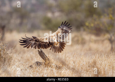 Wahlberg s Eagle in Kruger National park, South Africa ; Specie Hieraaetus wahlbergi family of Accipitridae Stock Photo