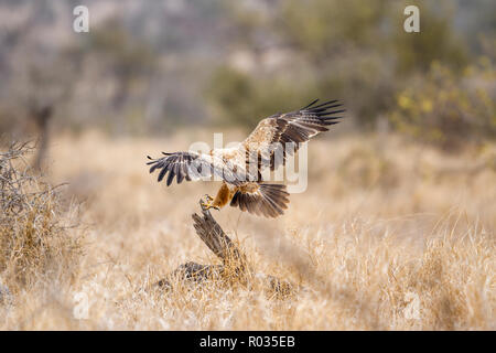 Wahlberg s Eagle in Kruger National park, South Africa ; Specie Hieraaetus wahlbergi family of Accipitridae Stock Photo