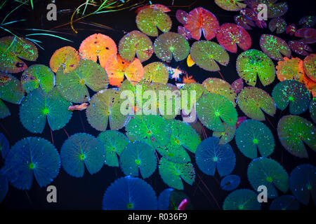 Lilypads floating on a calm pond. Stock Photo