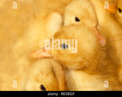 Several small ducklings on a yellow background close up Stock Photo