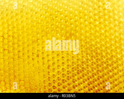 Honeycomb of fresh wax with empty cells Stock Photo
