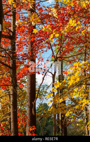 Sugar maple grove in autumn, Wolcott Park, West Hartford, Connecticut ...