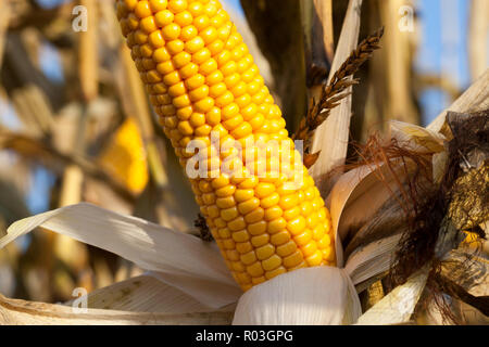 one open ear of corn with ripened yellow grains, closeup on a field in mid autumn Stock Photo