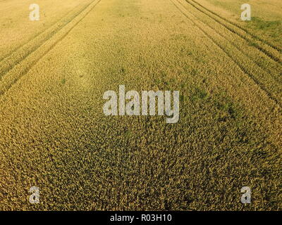Ripening wheat. Green unripe wheat is a top view. Wheat field Stock Photo