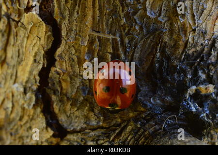 Ladybug on young pine trunk summer sunny morning Stock Photo