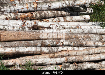 harvesting birch wood in the forest, summer season Stock Photo