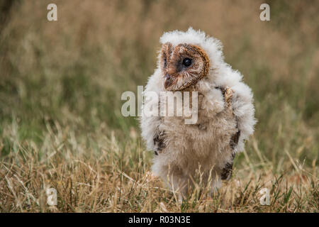 Taken from a low angle, this very young melanistic barn owl chick. The bird is sitting on the grass stariring forward slightly to the left. Stock Photo