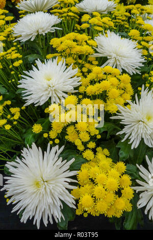Chrysanthemum 'Delistar' and 'Stallion Yellow' flowers Stock Photo