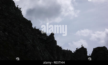 many young ibex or alpine mountain goat standing in silhouette on a jagged mountain ridge Stock Photo