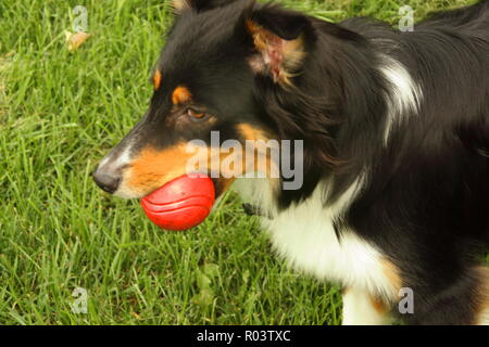 Australian Shepherd puppy holding her red ball in her mouth