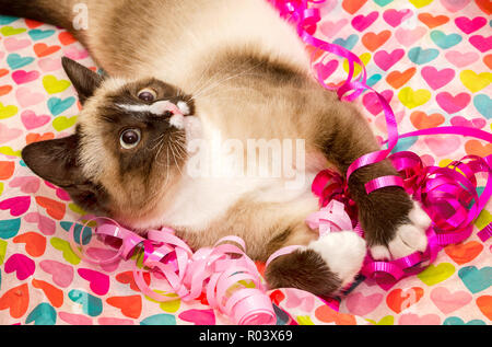 Twinkie, a Siamese cat, plays with ribbons and tissue in a Valentine’s ...