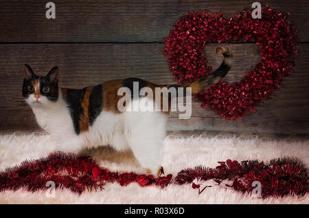 Pumpkin, a two-year-old calico cat, poses for a Valentine’s Day portrait, Feb. 14, 2017. Stock Photo