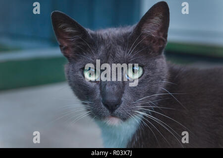 Sissy, a shorthaired domestic cat, is pictured outside in her yard, February 20, 2011, in Mobile, Alabama. Stock Photo